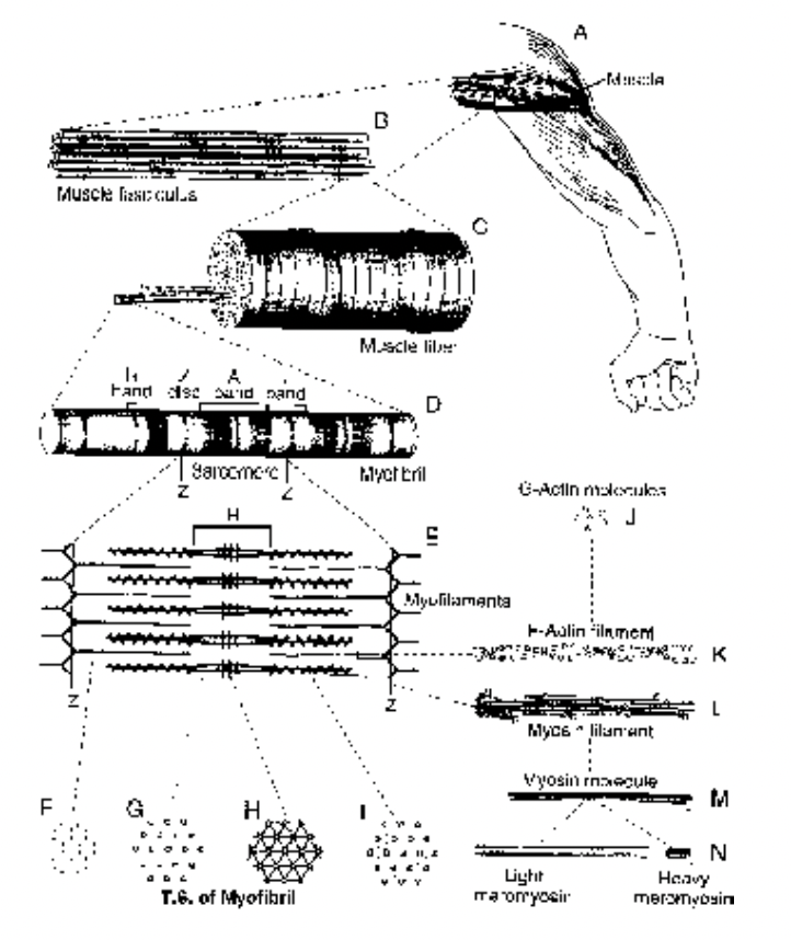 Structure of Skeletal Muscle